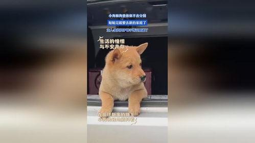 反骨小狗求贴贴,反骨小狗的甜蜜求贴贴之旅