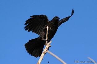 黑鸟黑鸟黑莓,探寻神秘的黑莓世界